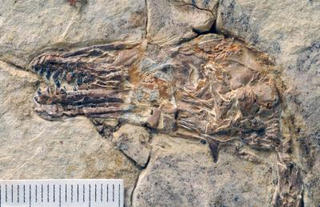Illustration for article titled This dinosaur-era bird had a full set of teeth for crushing armored prey